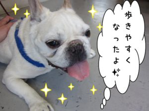 笑顔フレンチブルドッグ