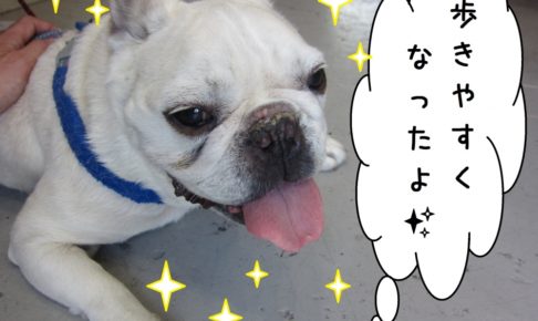 笑顔フレンチブルドッグ