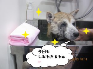 スパ中柴犬
