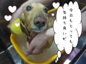 スパ中ミニチュアダックス