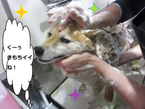 シャンプー中柴犬