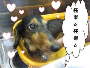 スパ中ミニチュアダックス