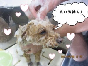 シャンプー中トイプードル
