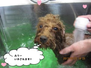 スパ中トイプードル