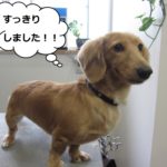 えっへんミニチュアダックス