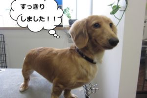 えっへんミニチュアダックス