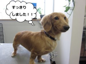 えっへんミニチュアダックス