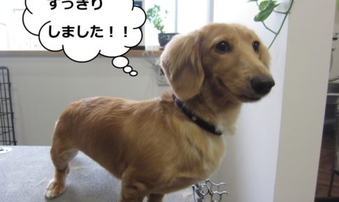 えっへんミニチュアダックス