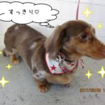 おすまし横顔ミニチュアダックス