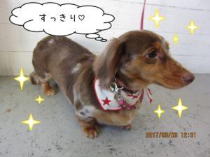 おすまし横顔ミニチュアダックス