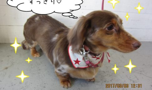 おすまし横顔ミニチュアダックス