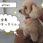 横顔おすましトイプードル