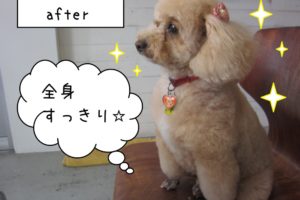 横顔おすましトイプードル