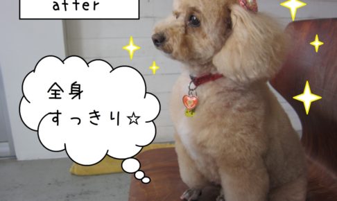 横顔おすましトイプードル