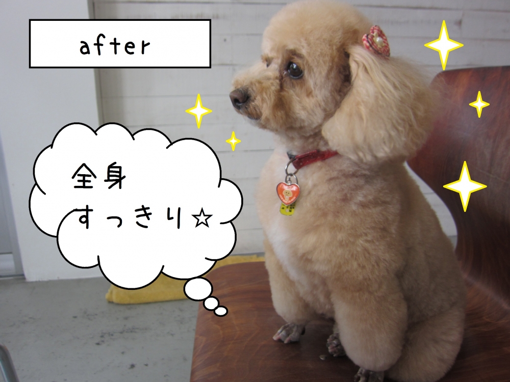 横顔おすましトイプードル