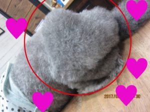 カット後トイプードル