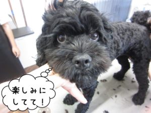 カット前ミックス