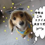 おすましミニチュアダックス