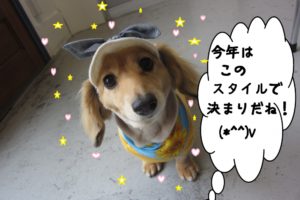 おすましミニチュアダックス