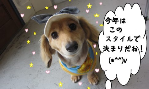 おすましミニチュアダックス