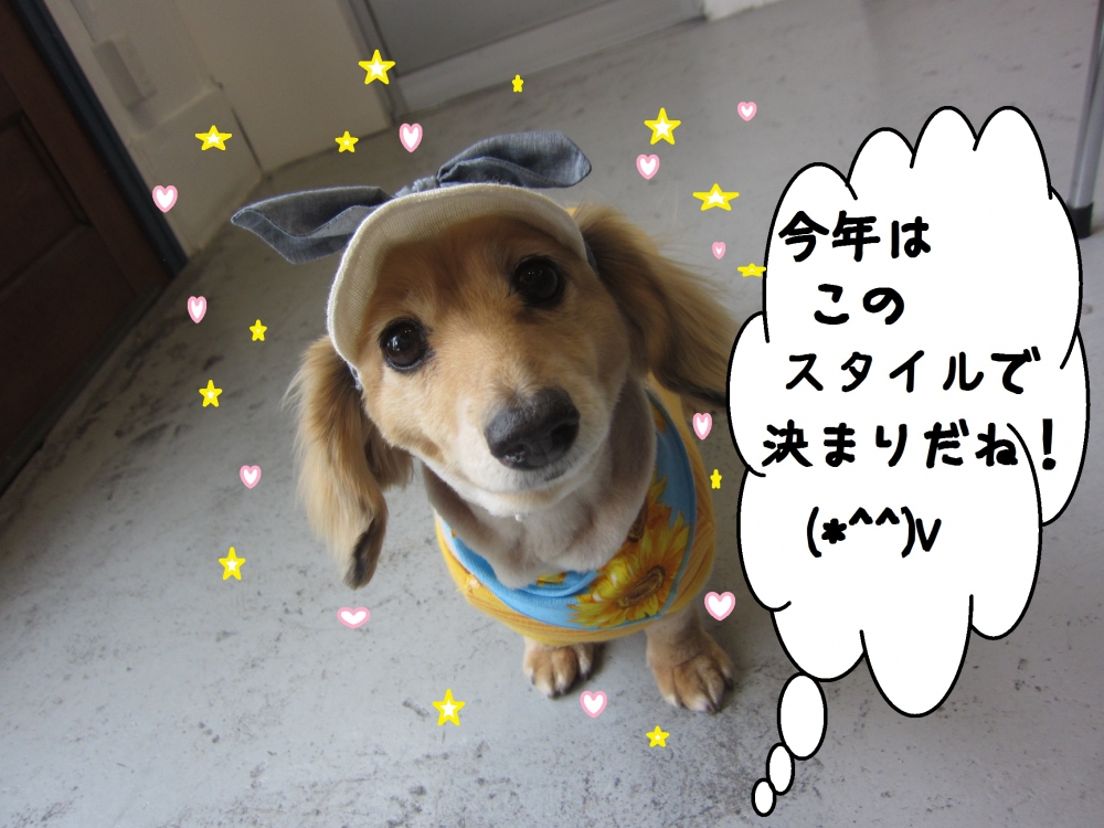 おすましミニチュアダックス