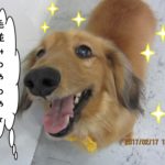 笑顔ミニチュアダックス