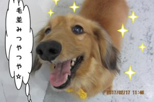 笑顔ミニチュアダックス