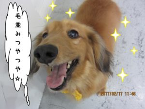 笑顔ミニチュアダックス