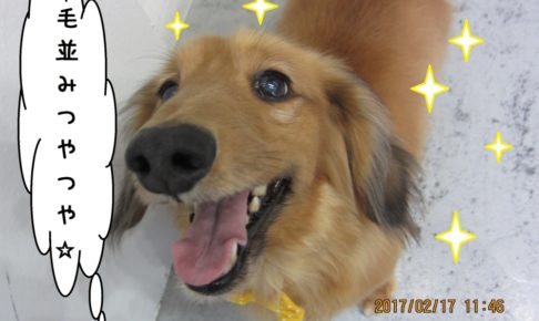 笑顔ミニチュアダックス