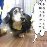 上目遣いミニチュアダックス