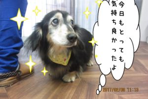 上目遣いミニチュアダックス