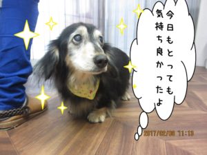 上目遣いミニチュアダックス