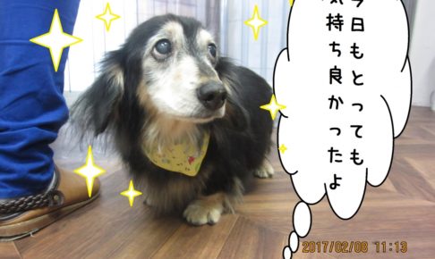 上目遣いミニチュアダックス