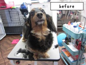 カット前ミニチュアダックス