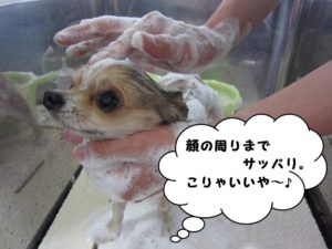 シャンプー中チワワ
