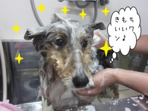 シャンプー中シェルティー