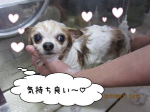 シャンプー中チワワ