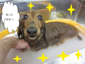 スパ中ミニチュアダックス