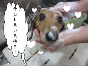 シャンプー中ミニチュアダックス