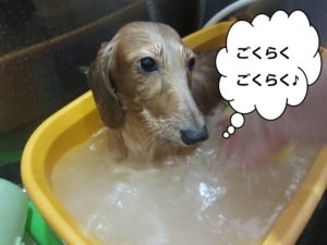 スパ中ミニチュアダックス