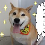 笑顔柴犬