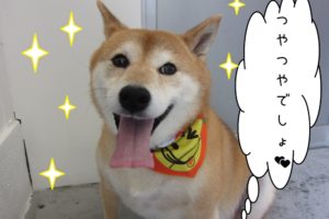 笑顔柴犬