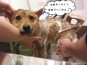 シャンプー中豆柴