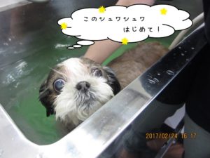 スパ中シーズー