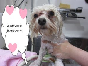 シャンプー中マルチーズ