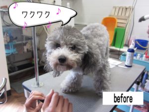 カット前トイプードル