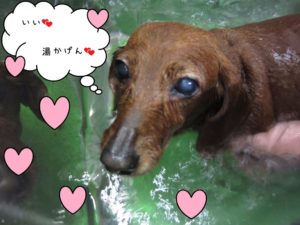 スパ中ミニチュアダックス