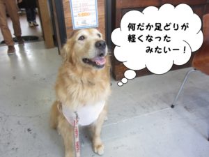 笑顔ゴールデン