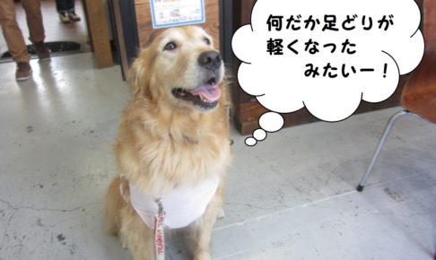 笑顔ゴールデン