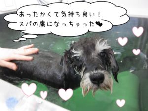 スパ中ミニチュアシュナウザー